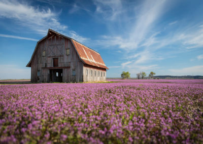 A farm with purple flowers.