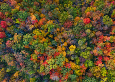 A drone photo of Fall colors.