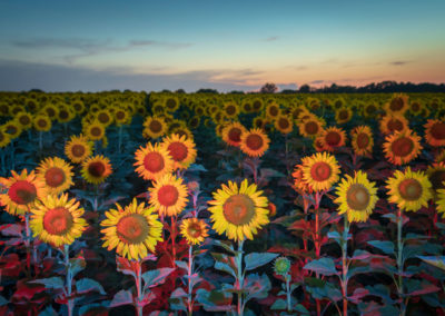 A photo of sunflowers illuminated with colored lights.